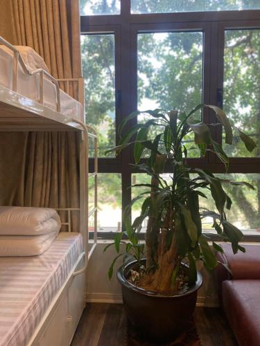 a potted plant in a room with a window at Mây Homestay in Cao Bằng in Cao Bằng