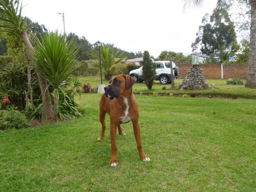 a brown dog standing in the grass in a yard at Naturaleza Pura in Sangolquí