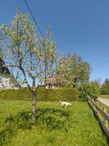 Zahrada ubytování Landhaus Nepo
