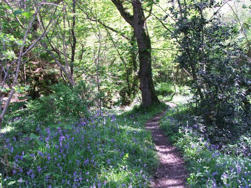 Taman di luar Brynifor Llangrannog