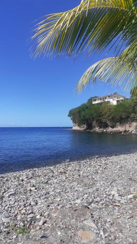 a beach with a palm tree and the ocean at Appt 2 pièces MERCURE 3 étoiles Case Pilote La Capresse in Case-Pilote