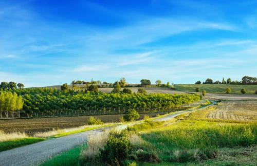 a road in the middle of a field with trees at Tarrit de Bas in Castelnau-dʼAuzan