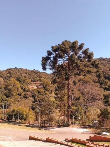 a large pine tree in front of a mountain at Chalé da Lu in Santo Antônio do Pinhal