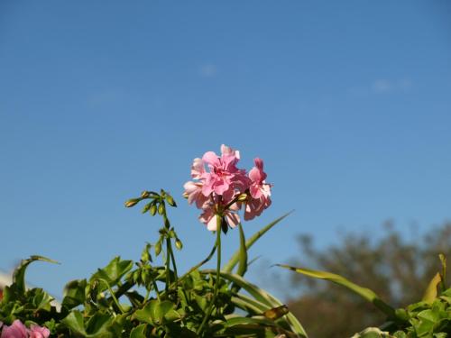 a pink flower with a blue sky in the background at HOTEL LA CASA DE LAS CAMELIAS in Busto