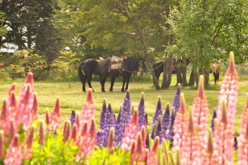 a group of horses standing in a field with flowers at Mallin Colorado Ecolodge in Aldana