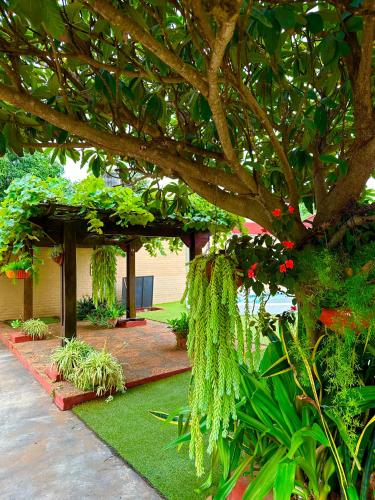 a garden with a large tree with green plants at Apartamento con piscina, terraza y parking en las cercanías de Asunción in San Lorenzo