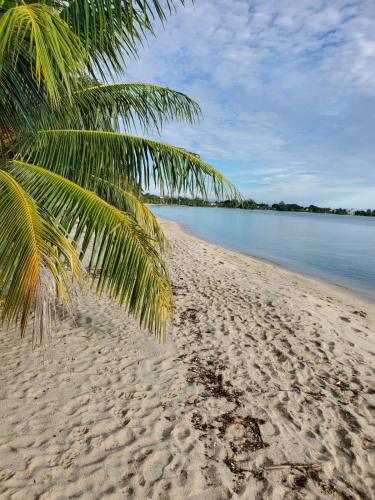 a beach with a palm tree and the water at Imani's Inn in Placencia Village