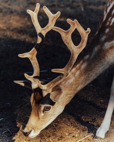 a gazelle with its antlers on the ground at La Fattoria Delle Tartarughe in San Gregorio