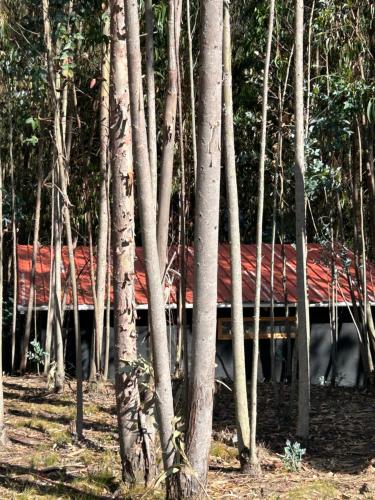 a building with a red roof in the middle of trees at Casa Eucalipto in Firavitoba