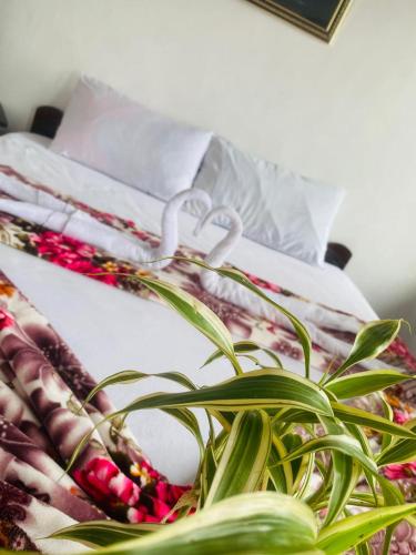 a plant sitting on top of a bed at Farah Guest Inn in Haputale
