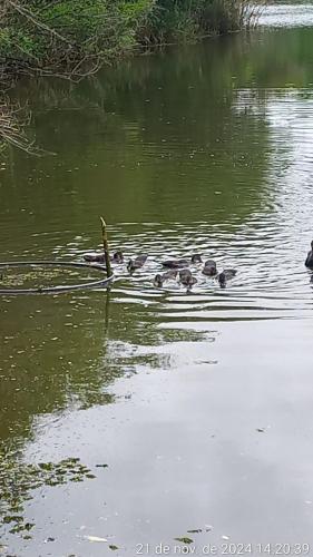 a group of ducks swimming in the water at Cabana de pesca e lazer Represa Usina Mafra sc in Mafra