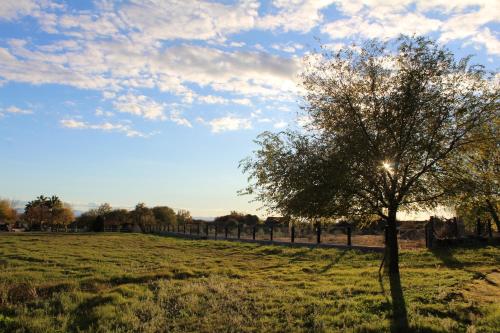 a tree in the middle of a field at Casablanca in Candeleda