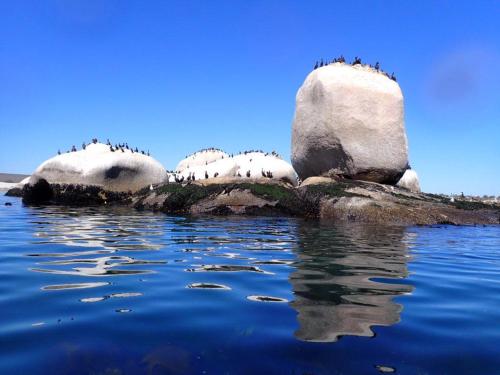a group of birds sitting on rocks on the water at Villa on the Bay in Stompneusbaai
