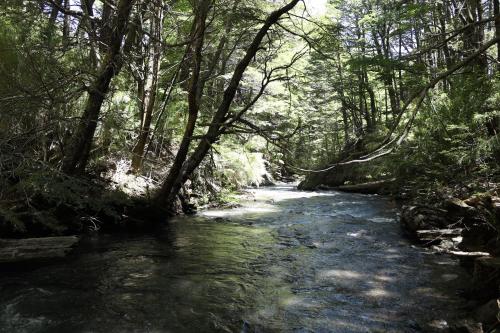 a stream in the middle of a forest with trees at Casa Hagall Refugio de Montaña in Malalcahuello