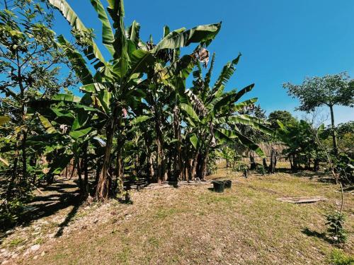 una fila de plátanos en un campo en Honey Comb Villa, en Bantam Spring
