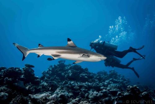 Hosté ubytování PENSION TE MITI hebergement touristique TAHITI - plage a 200m