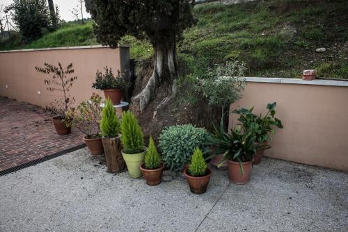 a bunch of potted plants sitting next to a tree at Agriturismo Terre di Anghiari in Anghiari
