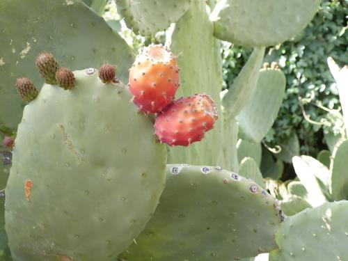 a close up of a prickly pear cactus at Hotel Germán in Vilaflor