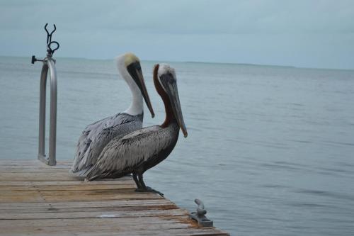 a seagull standing on top of a wooden dock at La Jolla Resort in Islamorada