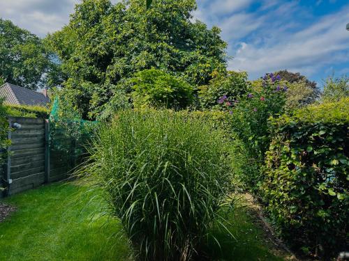 a garden with tall plants and a fence at Bed and Breakfast: 'Bij ons Achter' in Helvoirt