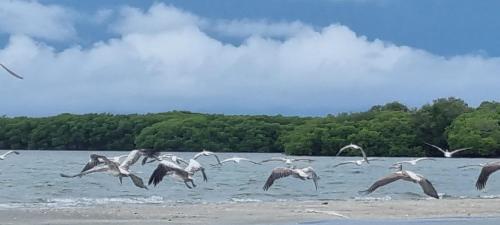 a flock of birds flying over a body of water at Scoop Cabana Kitesurfing in Kalpitiya