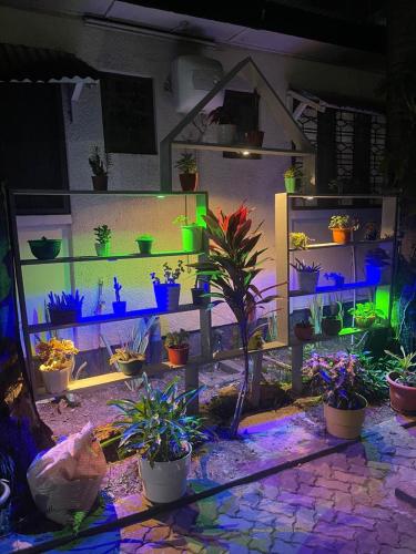a room with potted plants on shelves with lights at L&J Modern Backpackers Kinondoni in Dar es Salaam