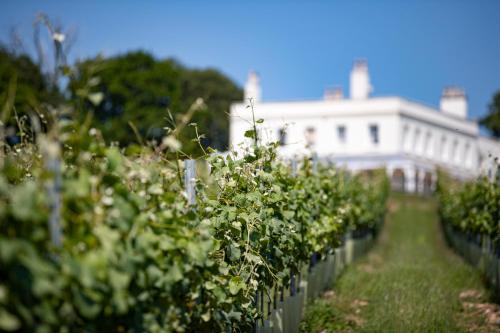 a row of bushes in front of a white building at Lympstone Manor Hotel Restaurant & Vineyard - Relais & Chateaux in Exmouth