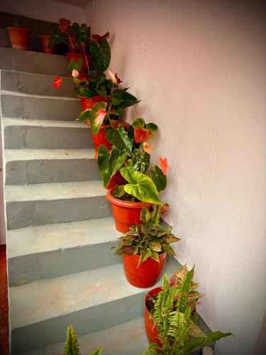a group of potted plants on a stair case at Haveli Holiday Home in Mudigere