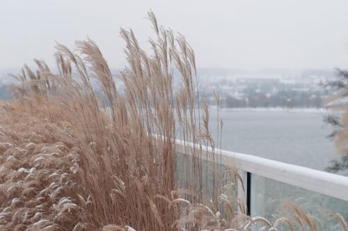 a patch of tall grass next to a fence at RIVA - Das Hotel am Bodensee in Konstanz