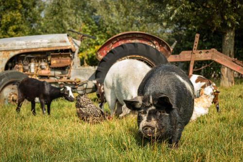 a pig standing in the grass in a field at Landgoed Versteegh nabij heerlijkheid Mariënwaerdt in Beesd