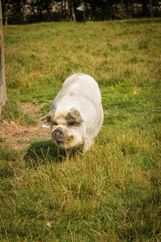 a pig laying in the grass in a field at Landgoed Versteegh nabij heerlijkheid Mariënwaerdt in Beesd
