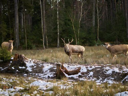 Animales en la casa o chalet o alrededores