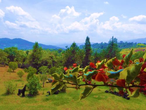 a tree with red flowers on it in a field at Finca El Cielo in San Agustín