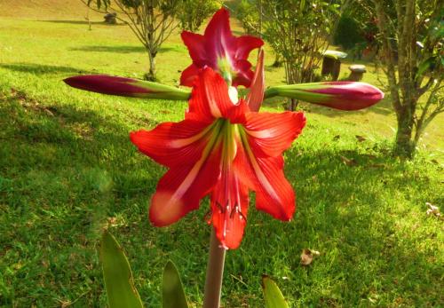 a red flower in the grass in a yard at Finca El Cielo in San Agustín