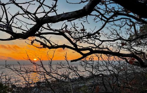 a tree with a sunset in the background at 1 Bedroom Cozy Home In Vejbystrand in Vejbystrand