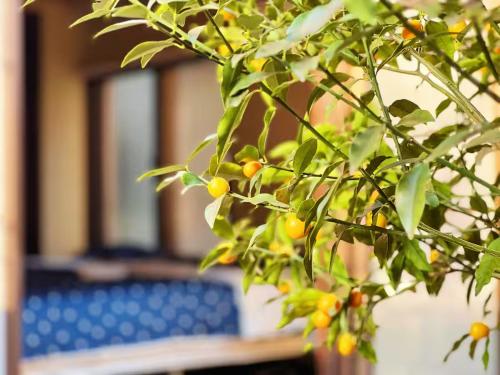 a branch of a tree with oranges on it at House near Shinjuku with parking & courtyard in Tokyo