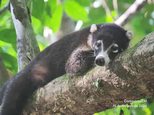 a black and white raccoon sitting on top of a tree at Ventanas en Corcovado in Dos Brazos