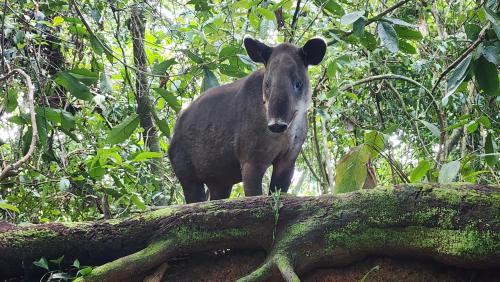 a horse standing on top of a fallen tree at Ventanas en Corcovado in Dos Brazos