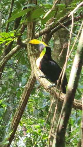 a bird sitting on a tree branch at Ventanas en Corcovado in Dos Brazos