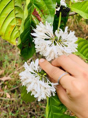 a person holding a bunch of white flowers at Pepper Mist Wayanad Homestay in Tindummal
