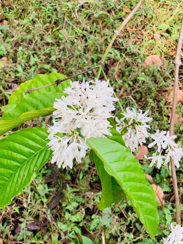 a plant with white flowers and green leaves at Pepper Mist Wayanad Homestay in Tindummal