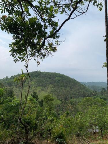 a view of a mountain from a forested area at Pepper Mist Wayanad Homestay in Tindummal