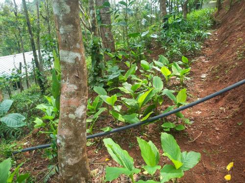 a trail in the woods with green plants at Pepper Mist Wayanad Homestay in Tindummal