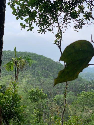 a green leaf on a tree with a mountain in the background at Pepper Mist Wayanad Homestay in Tindummal
