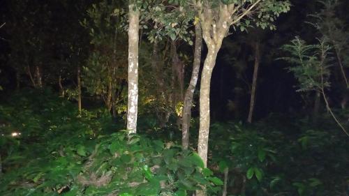 a group of trees in a forest at night at Pepper Mist Wayanad Homestay in Tindummal