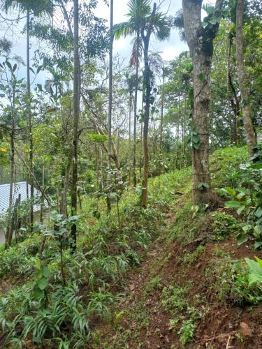 a path through a forest with palm trees at Pepper Mist Wayanad Homestay in Tindummal