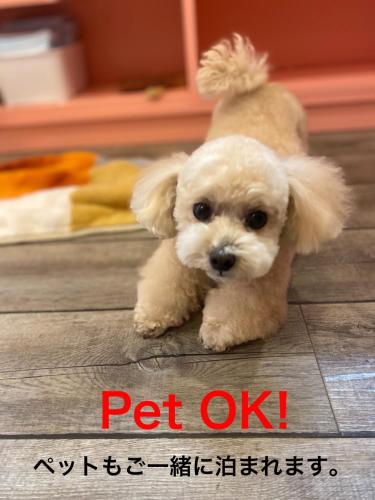a small brown dog is sitting on the floor at VILLENT KUJUKURI MARINE in Kujukuri