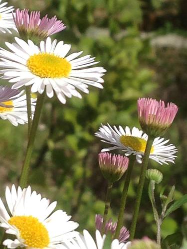 a group of white and purple flowers in a field at Il Nettare in Riomaggiore