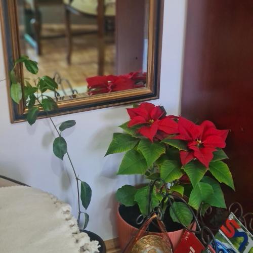Fotografie z fotogalerie ubytování Apartman EXKLUZIV v destinaci Čačak