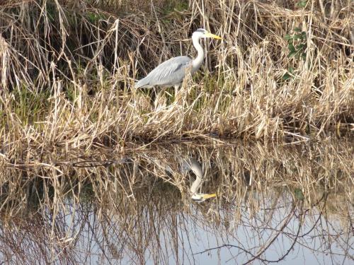 a pelican and a bird standing in the water at Dullatur in Newtonmore